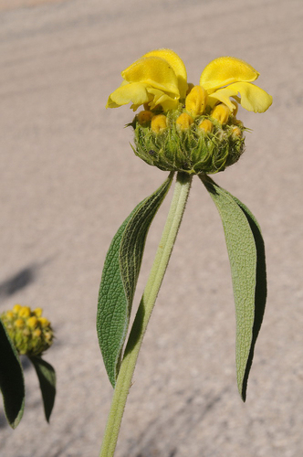 Large-flowered Lampwick (Phlomis grandiflora)