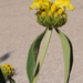 Phlomis grandiflora - Photo (c) Ori Fragman-Sapir, todos los derechos reservados, subido por Ori Fragman-Sapir