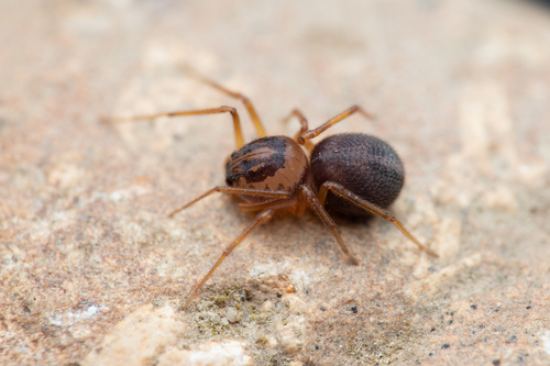Scytodes velutina