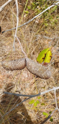 wild-rubber