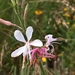 Oenothera demareei - Photo (c) kdwood, todos los derechos reservados, subido por kdwood