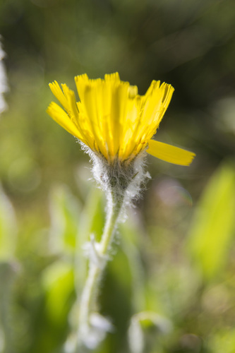 Havikskruid van Burnat (Hieracium burnatii)