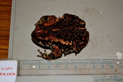 Bocourt's Toad photo 5