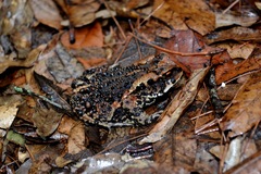 Bocourt's Toad photo 3