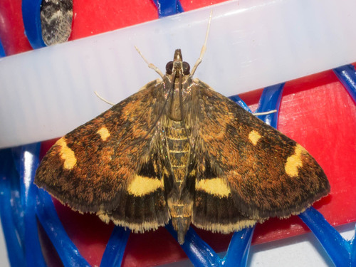 Pyrausta generosa Grote & Robinson, 1867