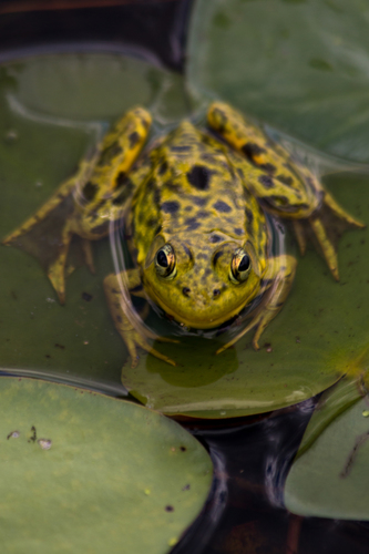 Mink Frog