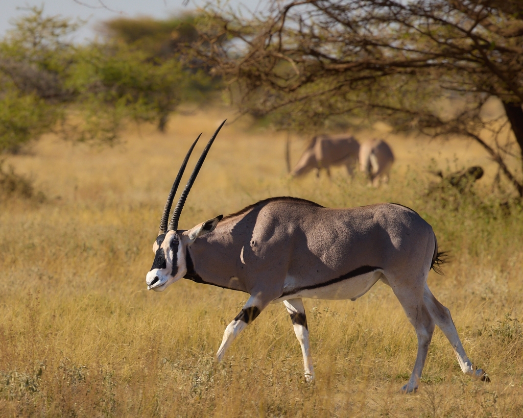 Beisa Beisa Oryx in August 2024 by Simon Miller · iNaturalist