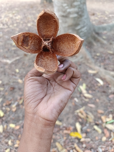 African mahogany