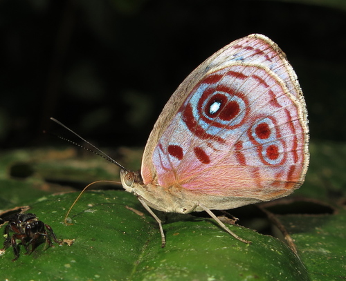 Eunica amelia