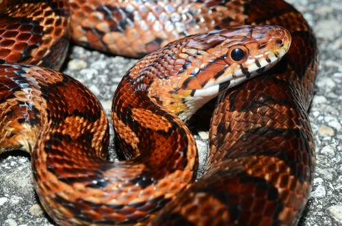 Corn Snake
