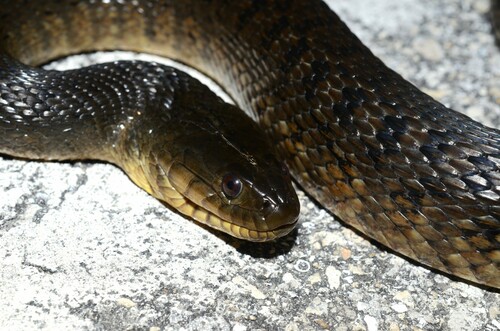 Florida Green Watersnake