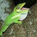 Knight Anole - Photo (c) Eoghan Irwin, all rights reserved, uploaded by Eoghan Irwin