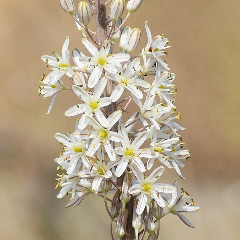 Sea squill