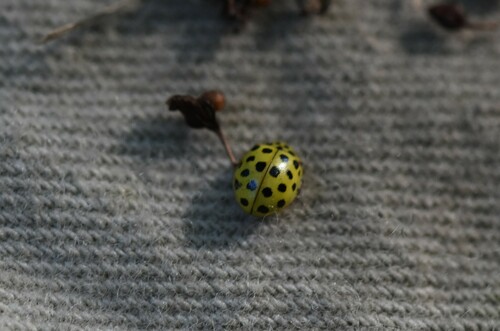 22-spot Ladybird