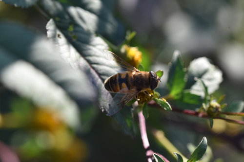 Common Drone Fly