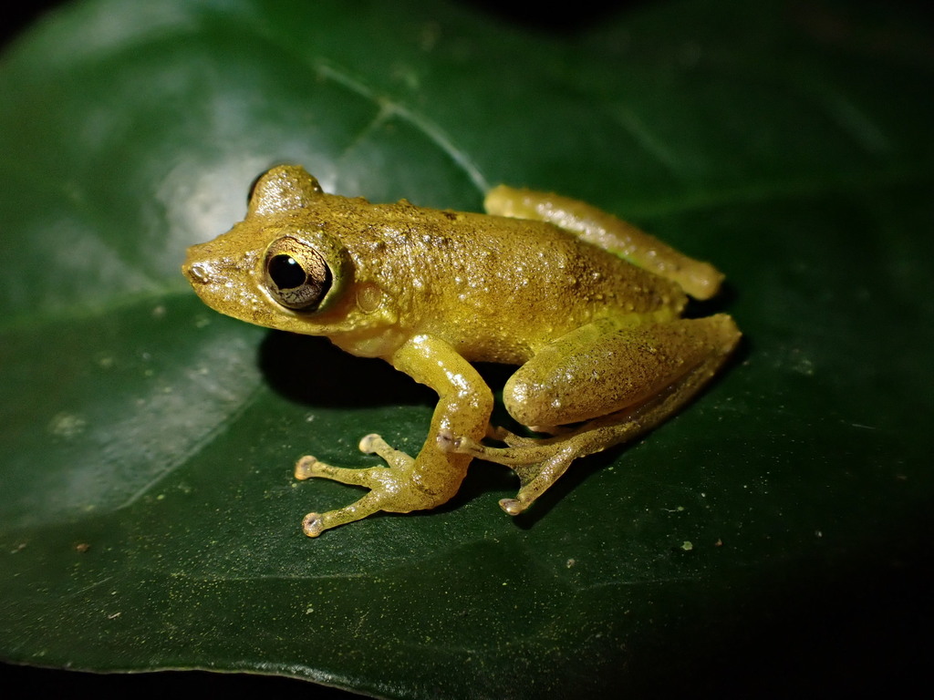 Angra dos Reis Snouted Tree Frog (Ololygon angrensis)