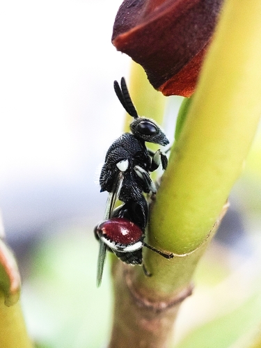 Brachymeria podagrica