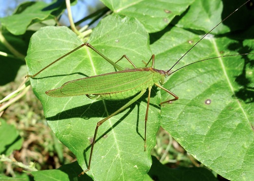 Elimaea fallax Bey-Bienko, 1951