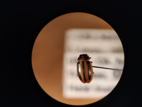 iNaturalist observation photo of Episcopal Ladybird
