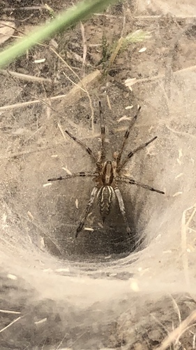 iNaturalist observation photo of Desert Grass Spider