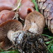 Cortinarius triformis - Photo (c) Colussi Giorgio Giacomo Giovanni, todos los derechos reservados, subido por Colussi Giorgio Giacomo Giovanni