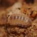 Iberiarmadillidium psammophilum - Photo (c) Ander Alvarez, todos los derechos reservados, subido por Ander Alvarez