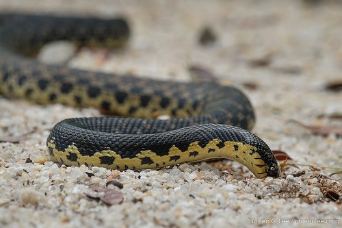 Giant Madagascan Hognose Snake