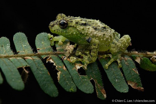 Boulenger's Giant Treefrog
