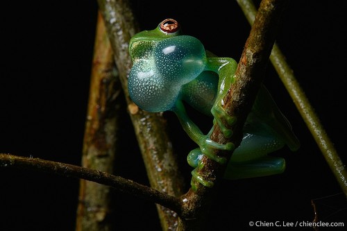 Ankafana Bright-eyed Frog