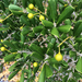 Jacquinia keyensis - Photo 由 Judd Patterson 所上傳的 (c) Judd Patterson，保留所有權利