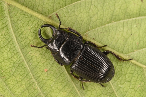 Aegus chelifer Macleay, 1819