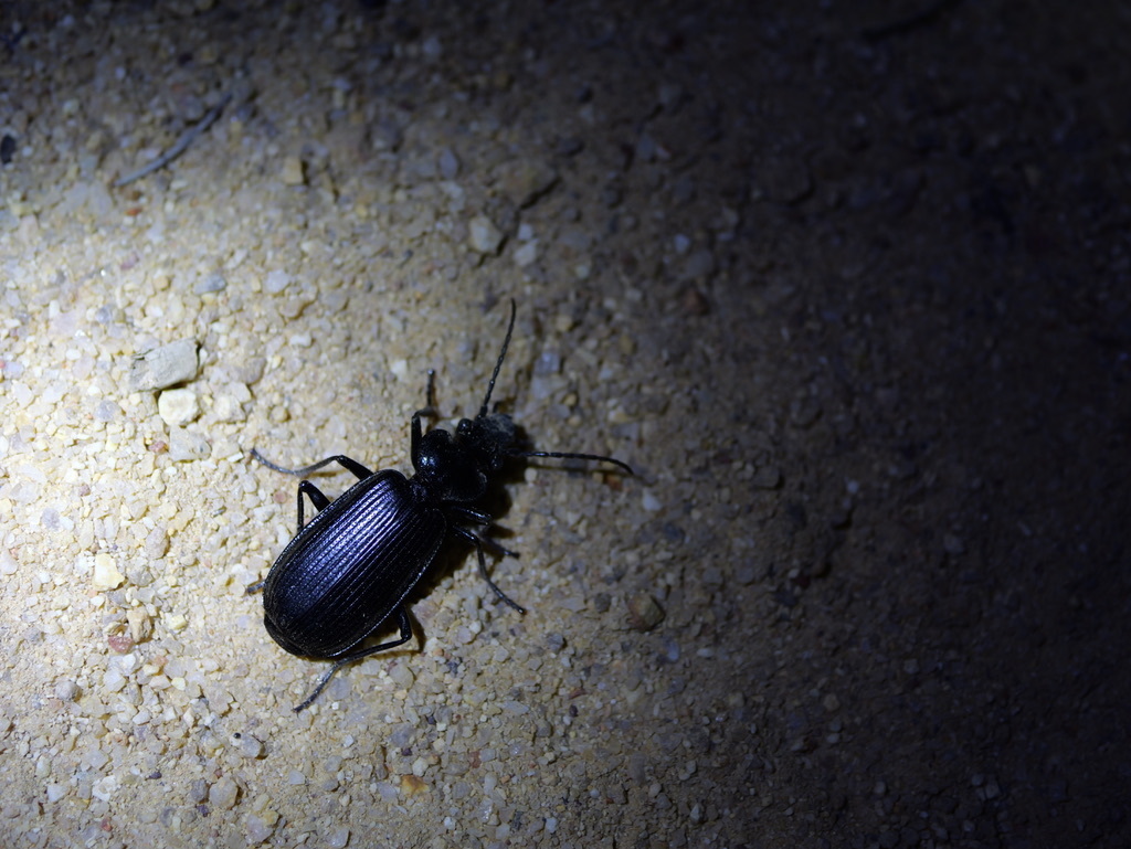 Ground beetles from wongan hills wa 6603 australia on september 21