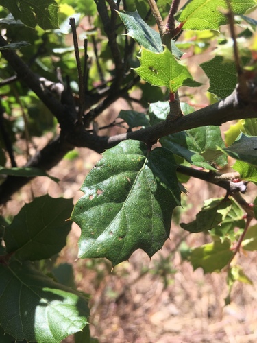 iNaturalist observation photo of American subevergreen oak complex