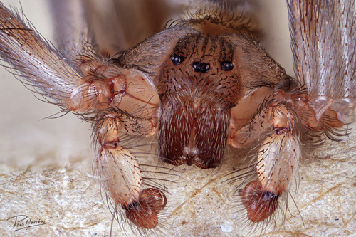 Mediterranean recluse