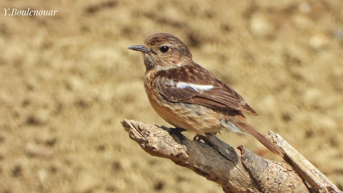 European Stonechat