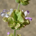 Salvia absconditiflora - Photo (c) Ori Fragman-Sapir, כל הזכויות שמורות, הועלה על ידי Ori Fragman-Sapir