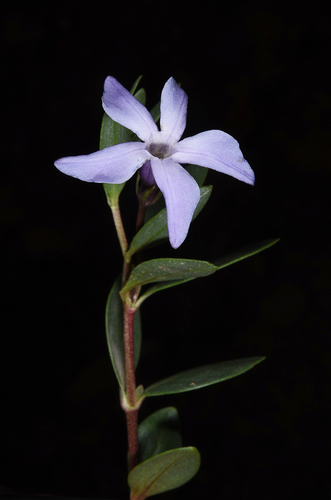 Herbaceous Periwinkle