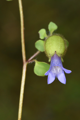 Cyananthus inflatus