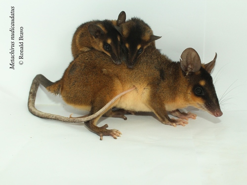 Common Brown Four-eyed Opossum