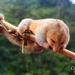 Ida Silky Anteater - Photo (c) Ronald Bravo, all rights reserved