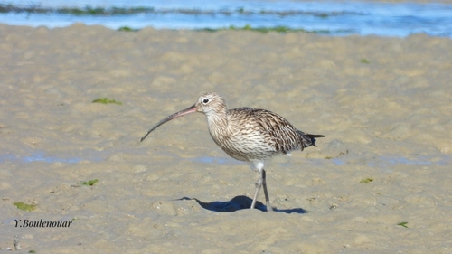 Eurasian Curlew