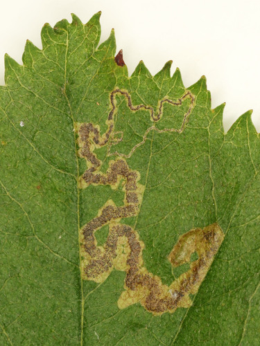 Common Fruit-tree Pigmy