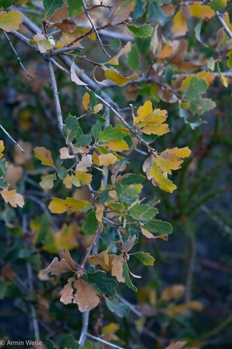Quercus berberidifolia × douglasii
