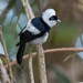 Pied Monarch - Photo (c) Judd Patterson, all rights reserved, uploaded by Judd Patterson