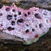 Punctularia atropurpurascens - Photo (c) Philip Herbst, todos los derechos reservados, uploaded by Philip Herbst