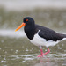 Pied Oystercatcher - Photo (c) Judd Patterson, all rights reserved, uploaded by Judd Patterson
