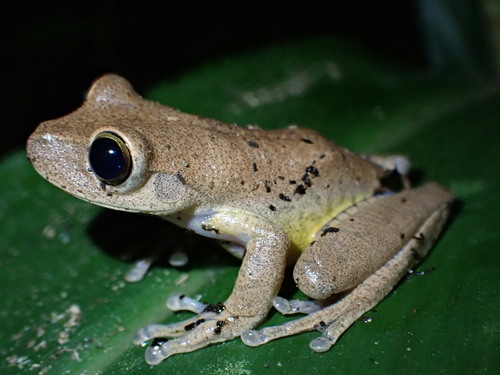 Espirito Santo tree frog