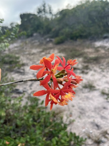 Epidendrum cinnabarinum