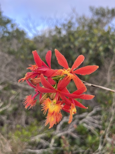 Epidendrum cinnabarinum Salzm. ex Lindl.