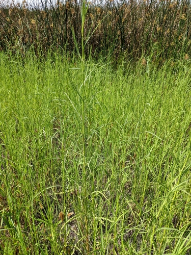 iNaturalist observation photo of Plants